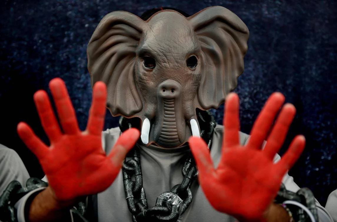 An Indian volunteer for animal rights group People for the Ethical Treatment of Animal (PETA) poses for a photograph wearing a costume depicting an elephant during a protest in New Delhi on August 9, 2017. PETA is calling for an end to the use of elephants in shows and performances. (AFP)