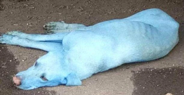A dog in India that was turned blue because of pollution in the river caused by local factories