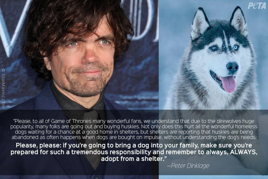 Peter Dinklage wants Game of Thrones fans to STOP buying huskies. (Photo courtesy: PETA Facebook)