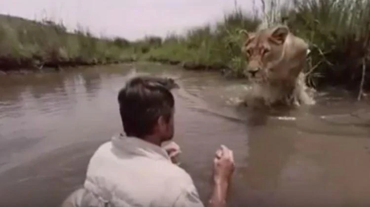 Meg the lioness leaps at South African conservationist Kevin Richardson (YouTube)