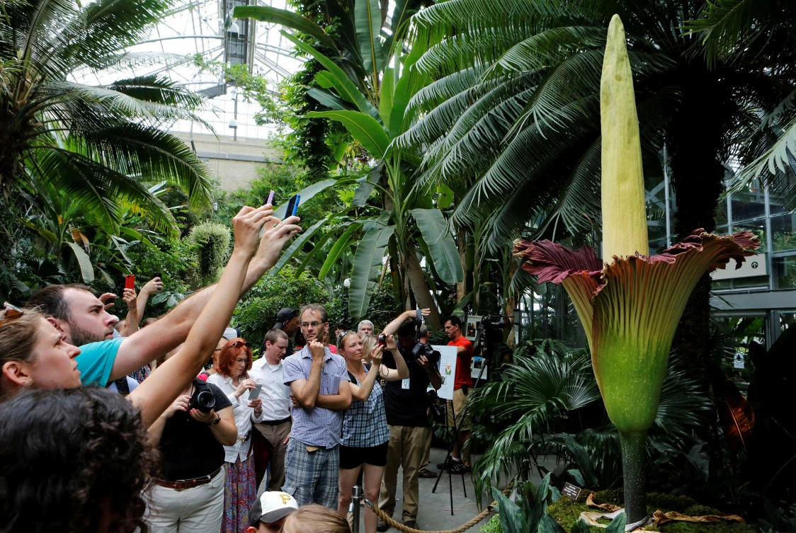 Tourists look at a seven year old 250 pound titan arum (Amorphophallus titanum) after it bloomed for the first time ever at the U.S. Botanic Garden in Washington, DC, U.S., on July 22, 2013. (File photo by REUTERS)