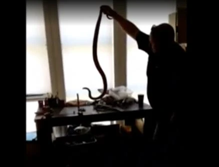 VIDEO: Deadly snake found in children’s play area