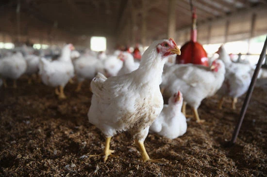There has been no case of human transmission in either outbreak, and early tests have ruled out highly pathogenic H5N1 strain. (AFP)