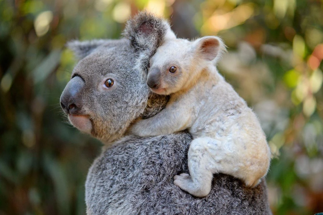 This undated handout from the Australia Zoo received on August 22, 2017 shows a white koala joey on her mother Tia at the Australia Zoo on Queensland's Sunshine Coast. The female joey's extremely pale colouration is caused by a recessive gene and thought to be inherited from her mother Tia who has had other pale coloured joeys in the past. The joey is yet to be named with Tourism Australia set to encourage naming suggestions. (AFP)