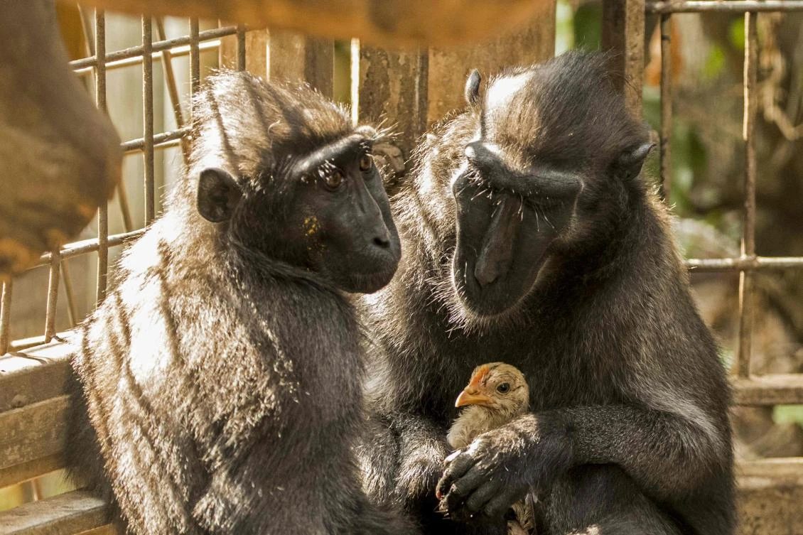 A four-year-old Indonesian black macaque named Niv (R) holds a young chicken at the Ramat Gan Safari Park near Tel Aviv on August 25, 2017 after she adopted the chicken when it wondered into their enclosure. Niv, has spent the past week caressing, cleaning and playing with the bird at the Ramat Gan and zoo officials say the unlikely pair have become inseparable. (AFP)
