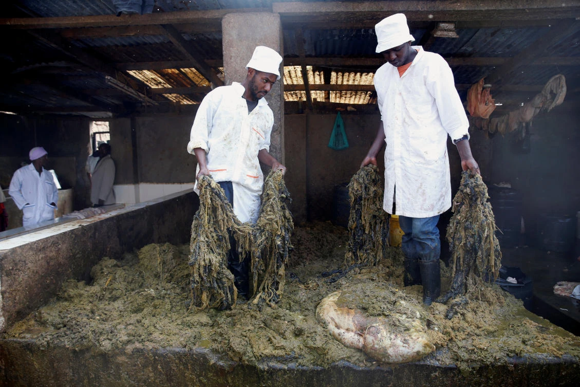 Employees remove plastic bags found in cow’s stomachs at a slaughterhouse near Nairobi, Kenya, on August 25, 2017. (File photo by Reuters)
