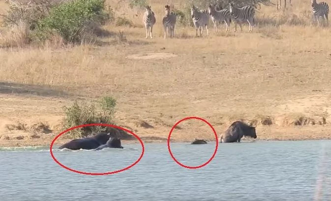 Hippos (L) close in on crocodile (C) as it tries to catch wildebeest (R). (YouTube)