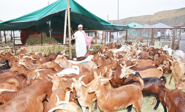 Sacrificial animals’ prices soar ahead of Eid Al-Adha in Saudi Arabia