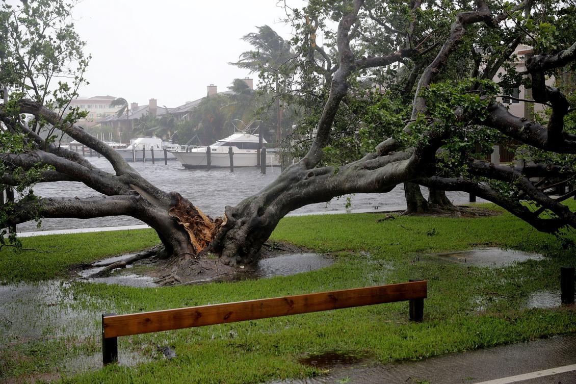 FORT LAUDERDALE, FL - SEPTEMBER 10: High winds split a large tree in the Coral Beach neighborhood as Hurricane Irma hits the southern part of the state September 10, 2017 in Fort Lauderdale, Florida. The powerful hurricane made landfall in the United States in the Florida Keys at 9:10 a.m. after raking across the north coast of Cuba. Chip Somodevilla/Getty Images/AFP == FOR NEWSPAPERS, INTERNET, TELCOS & TELEVISION USE ONLY ==
