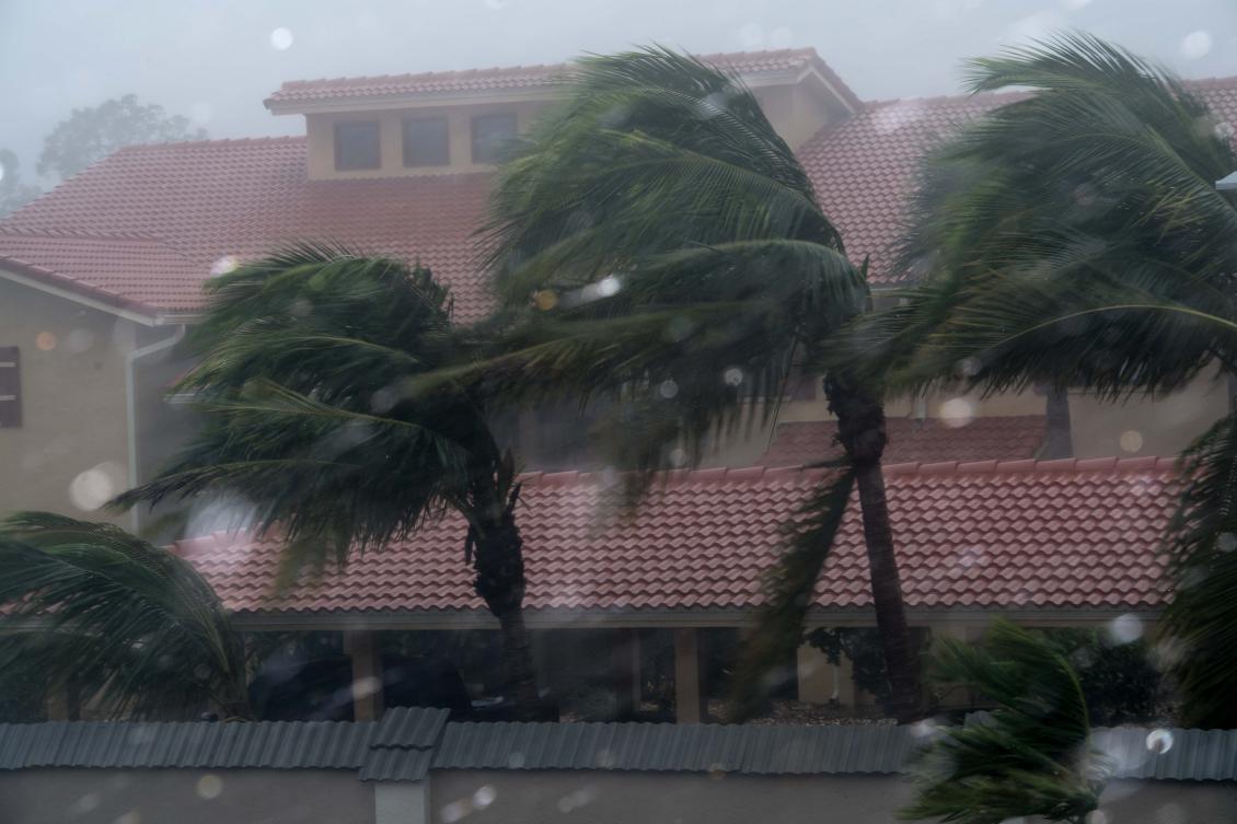 Palm trees blow in the winds of hurricane Irma in Bonita Springs, Florida, northeast of Naples, on September 10, 2017. Hurricane Irma regained strength to a Category 4 storm early as it began pummeling Florida and threatening landfall within hours. / AFP / NICHOLAS KAMM
