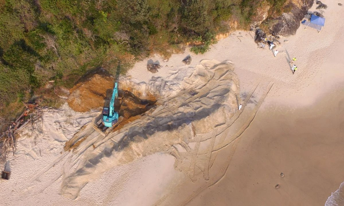 This handout photo shows a digger being used in the removal of a massive humpback whale buried on Nobbys Beach at Port Macquarie some 400 kilometers (240 miles) north of Sydney on 25 September, 2017. (Port Macquarie-Hastings Council via AFP)