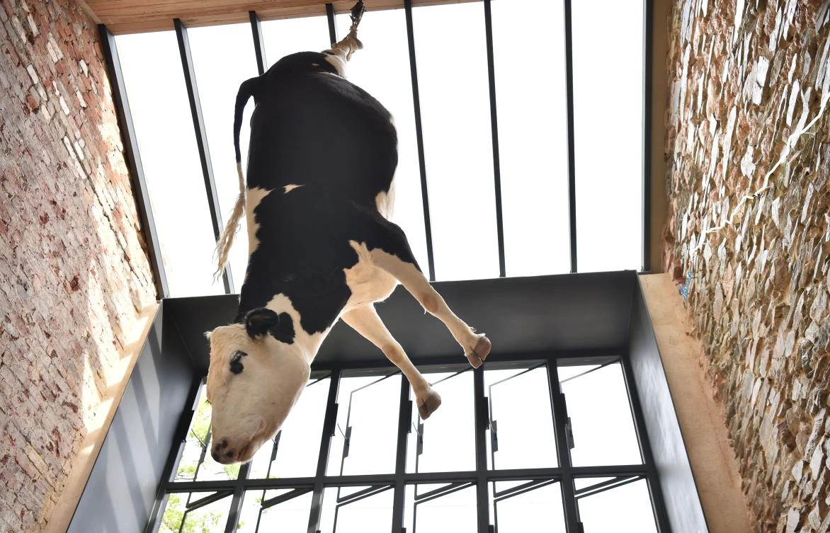 A dairy cow which has been taxidermised hangs from the ceiling of a restaurant in Adelaide on September 28, 2017. The pizzeria hung the large taxidermised dairy cow from its ceiling to call attention to the industrialisation of the farming industry, has been criticised on social for being attention-seeking and cruel but others have praised them for raising awareness about where where their food comes from. (AFP)