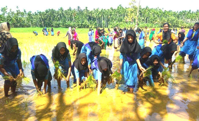 The students lined up barefoot to see rice cultivation in a water-filled paddy.