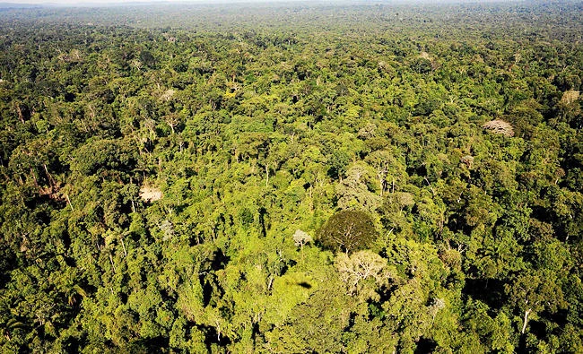This file photo taken on December 04, 2011 shows an aerial view of the Amazonic forest reserve of Trairao, western Para state, northern Brazil on December 4, 2011. (AFP)