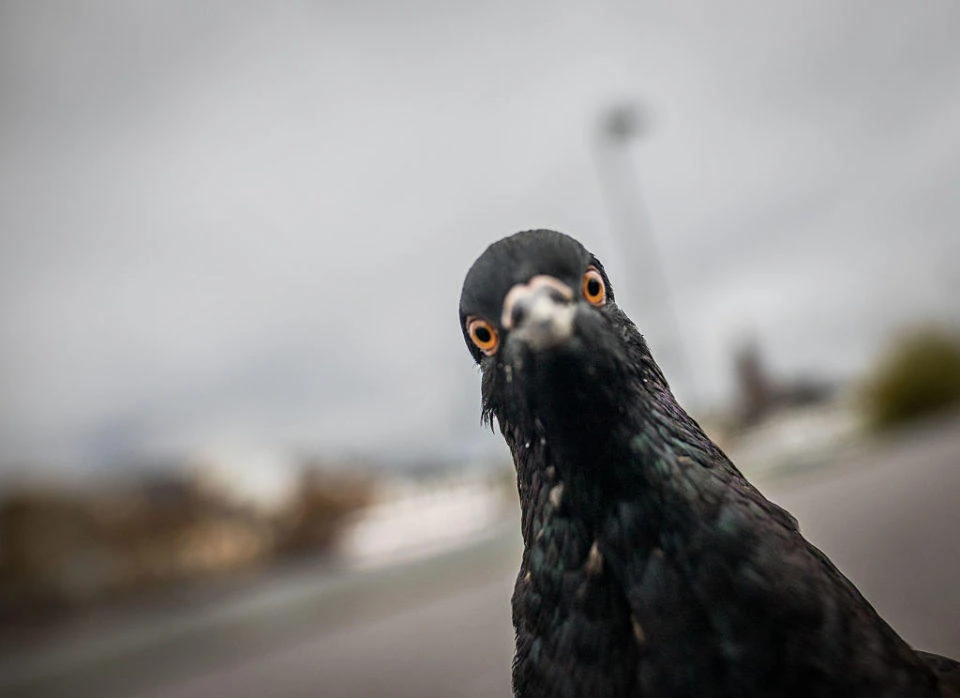 Representational photo of a pigeon. (File photo by AFP)