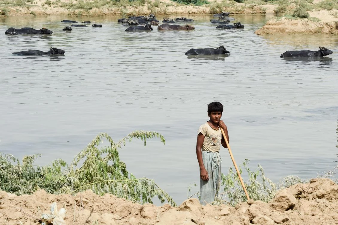 In this photograph taken on August 11, 2017, a Pakistani man takes care of his buffalo during a hot day in Sibi, in Pakistan's southwestern Balochistan province. Scientists have warned that swathes of South Asia may be uninhabitable due to rising temperatures by 2100 -- and in the desert community of Sibi in southwest Balochistan province, where the mercury hit 52.4 degrees Celsius (126 Fahrenheit) this summer, it feels like they could be right. (AFP)
