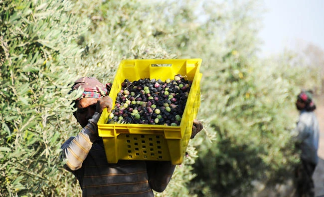 A worker collects olives during harvest at a farm in the Saudi city of Tabuk, in this October 23, 2013 file photo. (REUTERS)