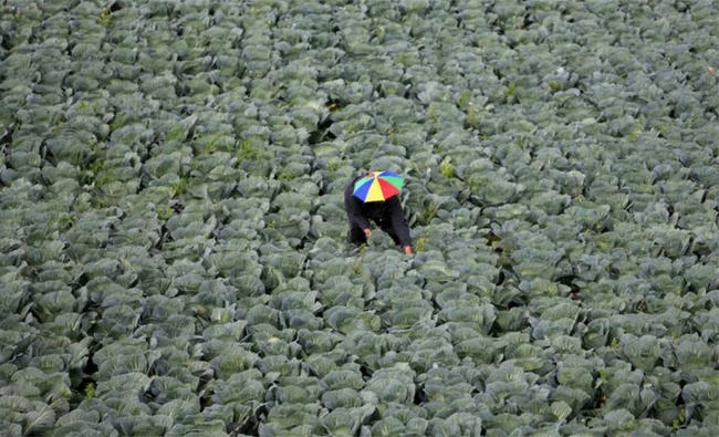 A farmer harvests broccoli south of Sidon, Lebanon March 15, 2016. (REUTERS/Ali Hashisho)