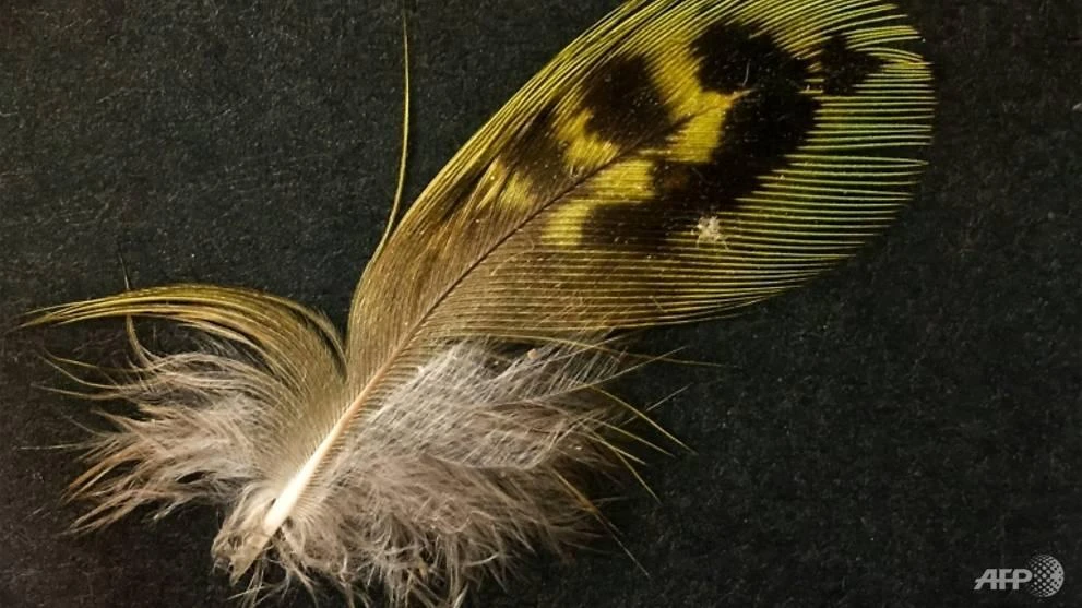 The freshness of the zebra finch nest where the night parrot feather was found indicates it may have been collected 'within a few hundred metres in the past few weeks', said expert John Young. (AFP)