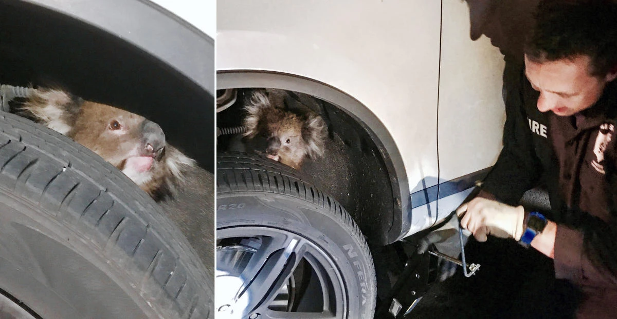 In these handout pictures, a koala sits trapped behind the wheel of a car prior to being rescued in Adelaide, South Australia, on September 9, 2017. (File photo: Jane Brister via Reuters)