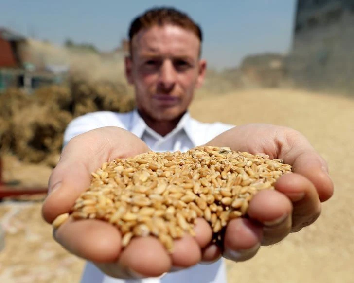 Egypt is the world’s largest wheat buyer. (Reuters)