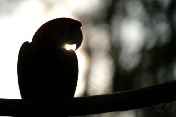 Silhouette of a scarlet macaws taken at the El Picacho municipal zoo in the north of Tegucigalpa, on May 11, 2007. (File photo by AFP)