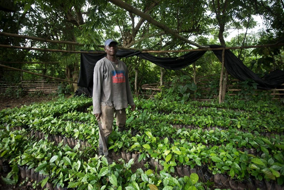 Coffee farmer George Klu poses at his coffee farm in the village of Leklebi Agbesia in the Volta Region of Ghana on August 23, 2017. (File photo by AFP)