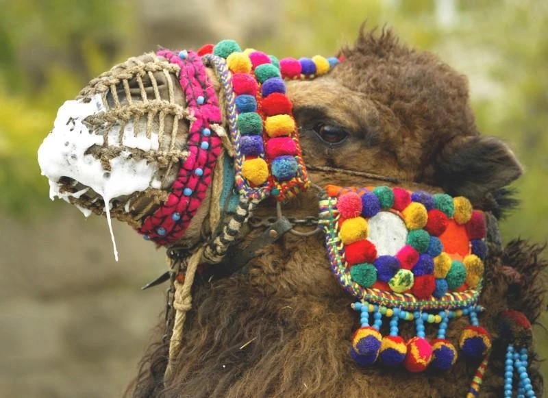 A wrestling camel is paraded through the main street in the western Turkish town of Selcuk January 15, 2005. (REUTERS)