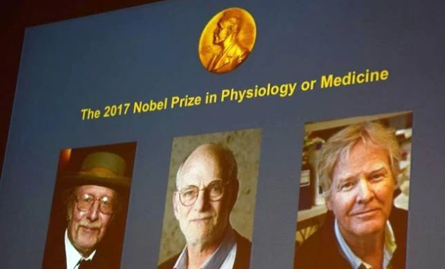 Winners of the 2017 Nobel Prize in Physiology or Medicine Jeffrey C. Hall, Michael Rosbash and Michael W. Young are pictured on a display during a press conference at the Karolinska Institute in Stockholm. (AFP)