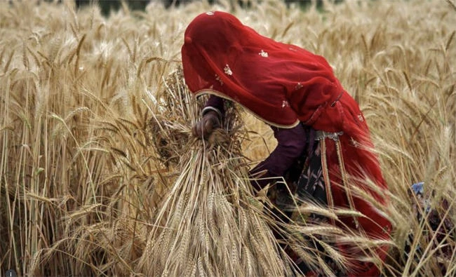 A veiled woman farmer harvests a wheat crop in a field on the outskirts of Ajmer in the desert Indian state of Rajasthan in this April 4, 2015 file photo. India is the world's biggest wheat producer after China. (REUTERS/Himanshu Sharma)