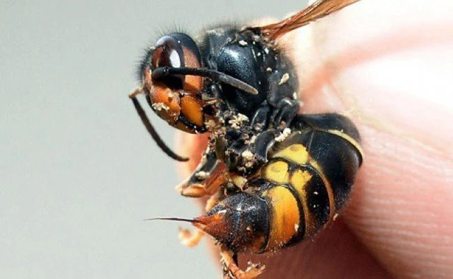 Japanese woman dies after 150 giant hornet stings