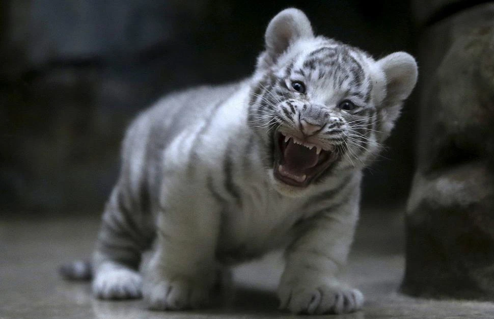 White tiger cubs maul keeper to death in India