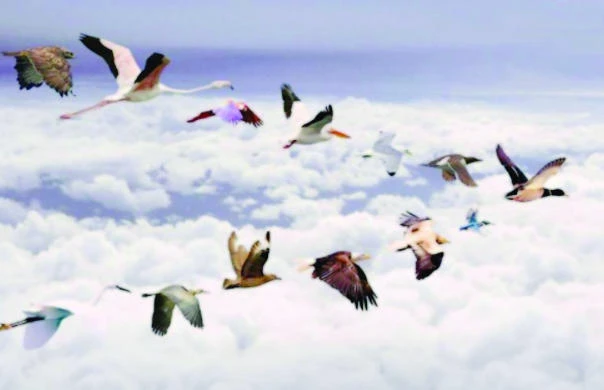 Threats to the environment in Saudi Arabia include hunting and trafficking in migratory birds.