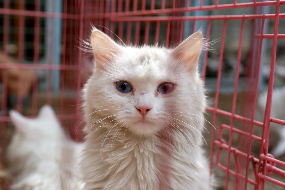 Iraqi animal lovers go online to help save Baghdad’s strays