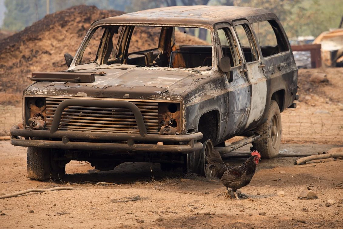 A rooster walks by one of several burned out vehicles after a wildfire destroyed a home and farm on Wednesday, Oct. 11, 2017, in Calistoga, Calif. . (Paul Kitagaki Jr./The Sacramento Bee via AP)