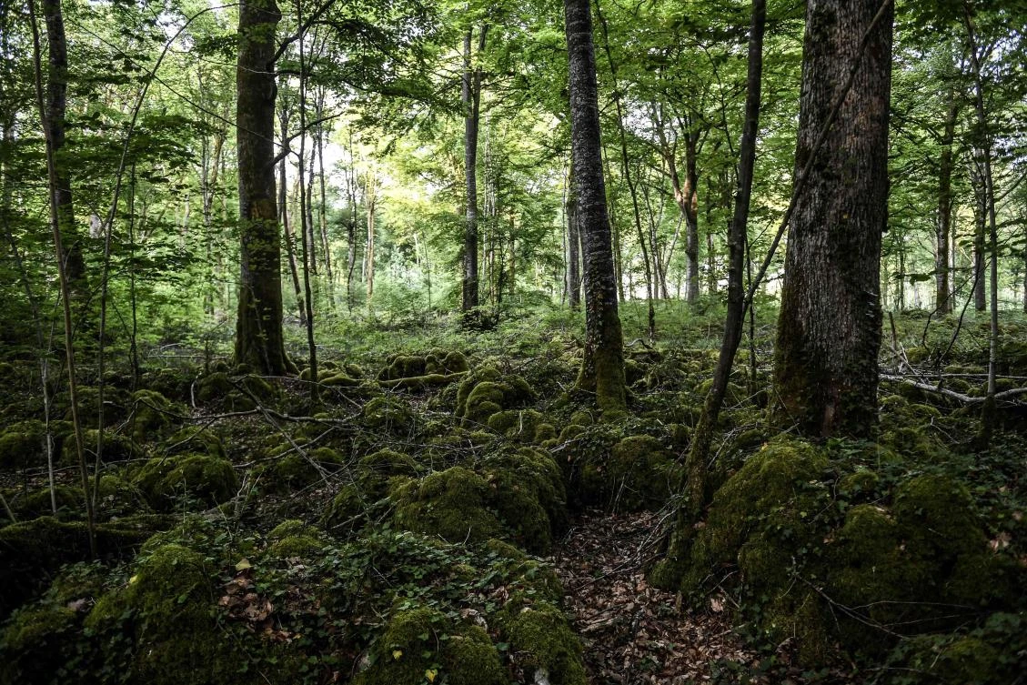 This file photo taken on May 23, 2017 shows a view of the future National Park of Champagne and Bourgogne forests near Chatillon-sur-Seine. EU environment ministers agreed national emissions-reduction targets on Friday in a push to show how the bloc is delivering on its climate goals ahead of UN talks next months to fight global warming. (AFP / PHILIPPE DESMAZES)