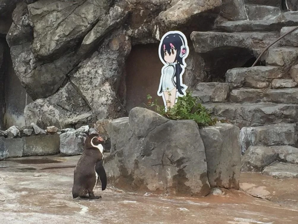 A handout photo by Tobu Zoo shows Humboldt penguin Grape staring at a cardboard cut-out of a cartoon character Hululu. (Courtesy Tobu Zoo)