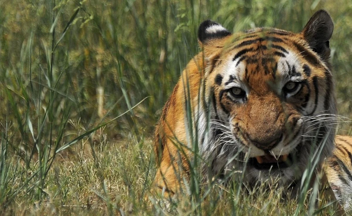 India man-eating tiger dies after being electrocuted