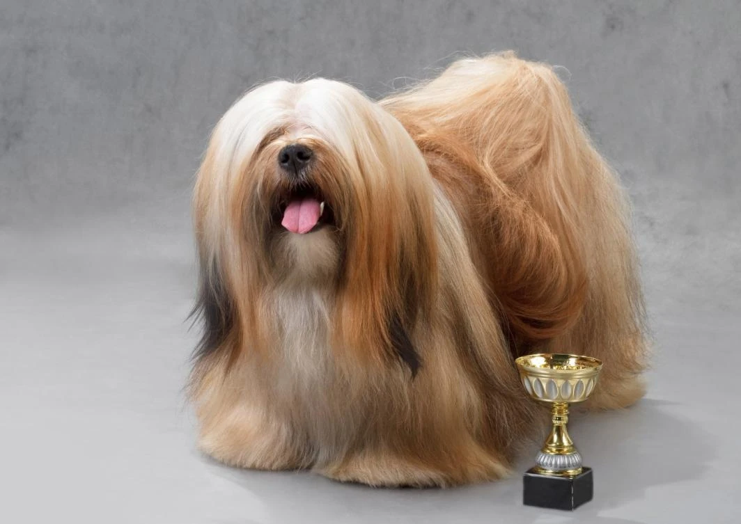 Representational image of a dog. (Photo courtesy: social media)