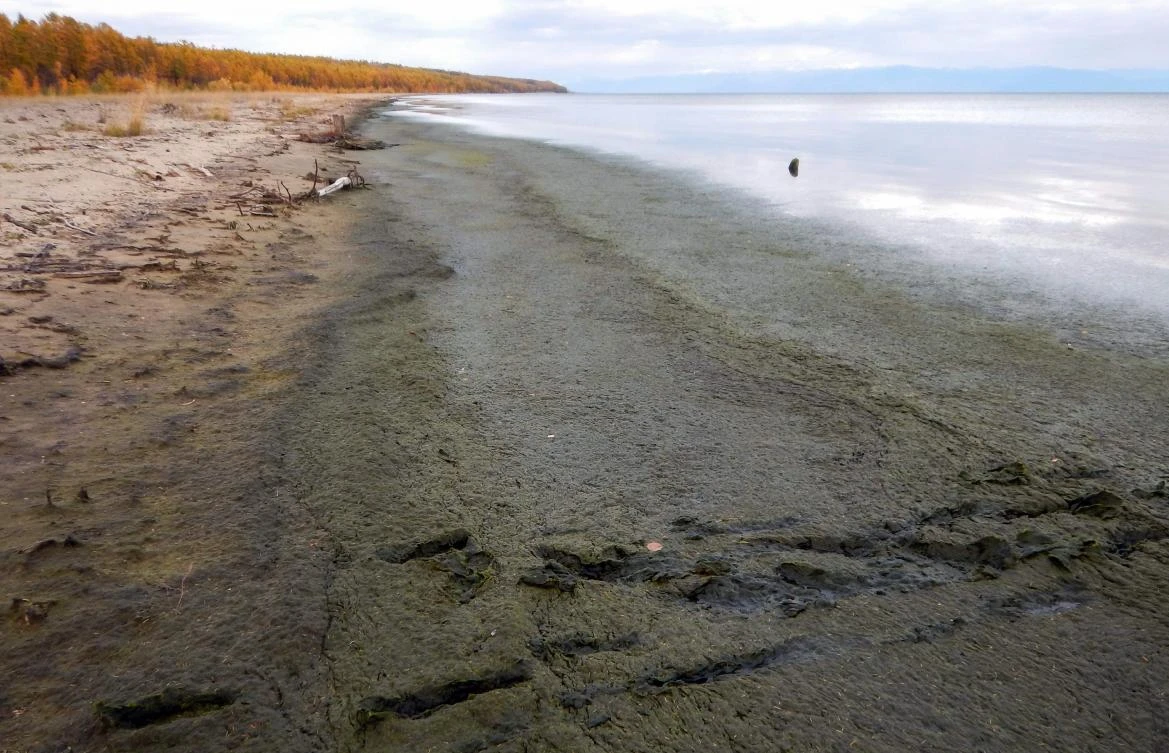 Above, a handout picture shows the shoreline of Lake Baikal covered by rotting Spirogyra algae, which some scientists say indicates that the lake can no longer absorb human pollution without consequence. (Russian Academy of Sciences’ Limnological Institute / AFP)