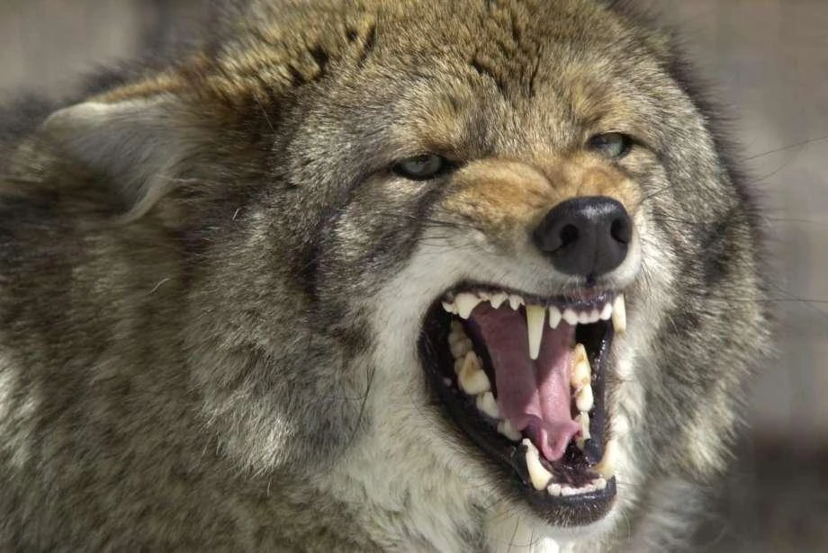 Representational image of a coyote. (File photo by AP)