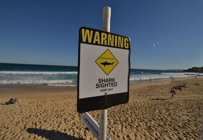 Lost Australia diver swam miles to shore stalked by shark