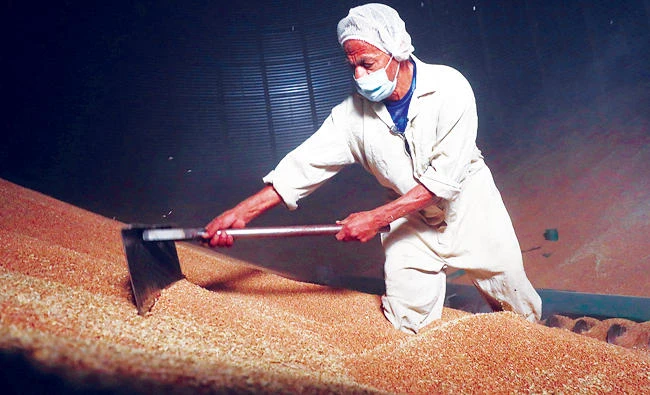 A man collects wheat at the grain silos in Cairo, Egypt. (Reuters)