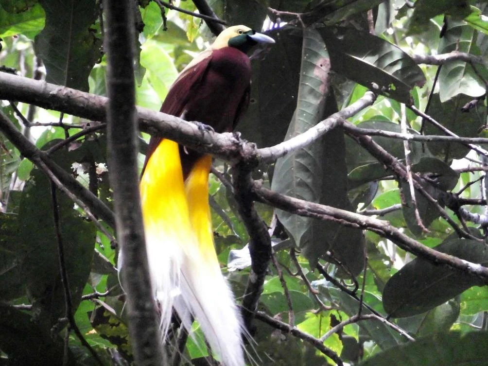Above, a bird-of-paradise, known locally as a cendrawasih bird, in Sorong’s Malagufuk village. Environmentalists also worry a centuries-old trade in the birds could be contributing to dwindling numbers in the wild. (AFP)