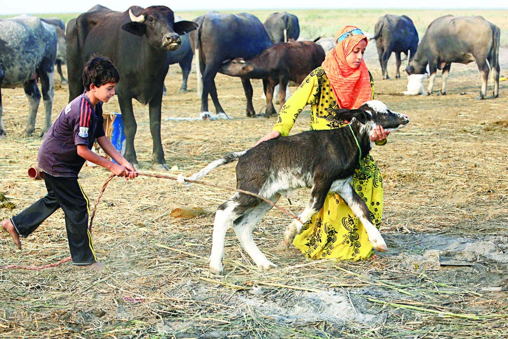 Children play with a calf in the Chabaish marsh in Nasiriyah, 320 km from Baghdad. (AP)