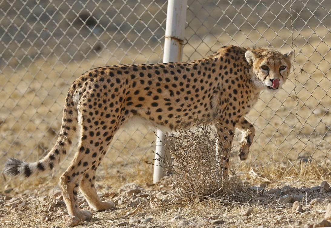 Iran moves to save last ‘mascot’ Asiatic cheetahs
