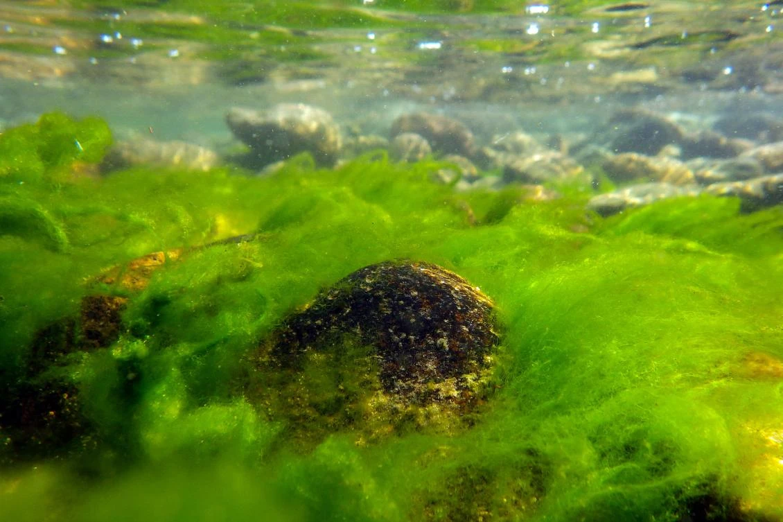 Mass seal deaths in Russia’s Lake Baikal