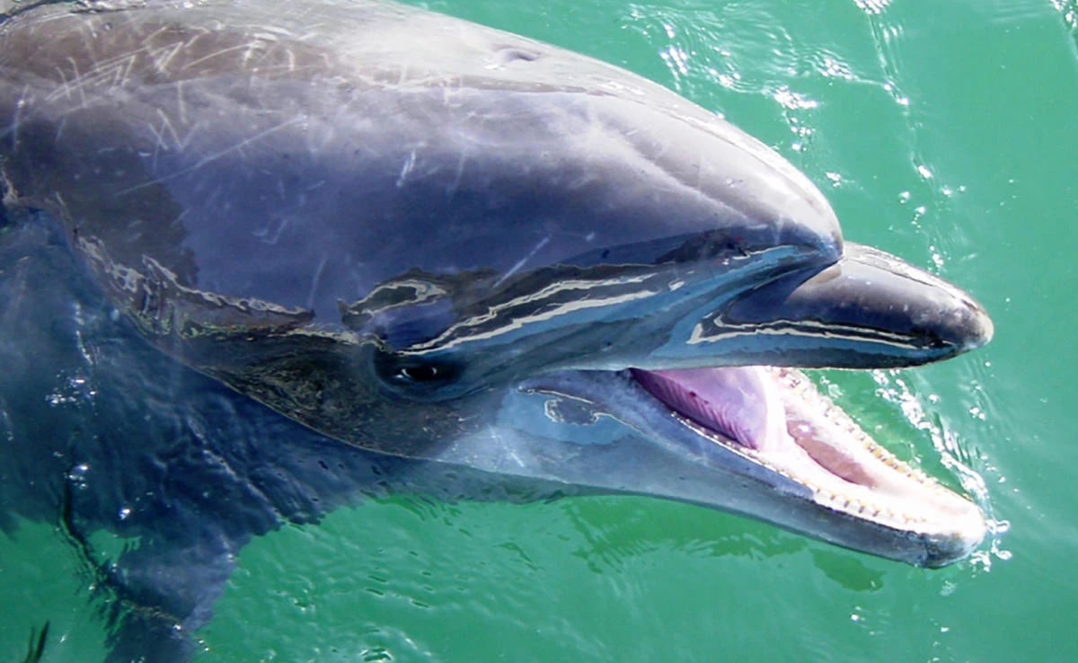 This undated handout photo obtained on November 2, 2017 from Shimoda Aquarium in Shizuoka Prefecture, shows female bottlenose dolphin Nana. (Shimoda Zoo via AFP)