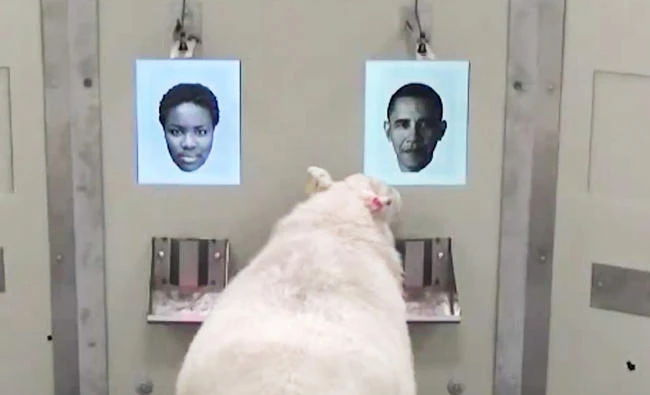 The animal’s ability to learn to recognize a person from a 2D photograph was surprising, since this requires complex brain processing.