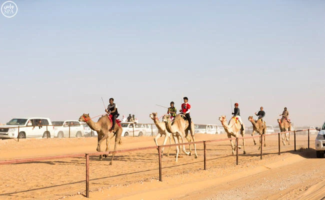 New track for camel racing soon to be built near Riyadh